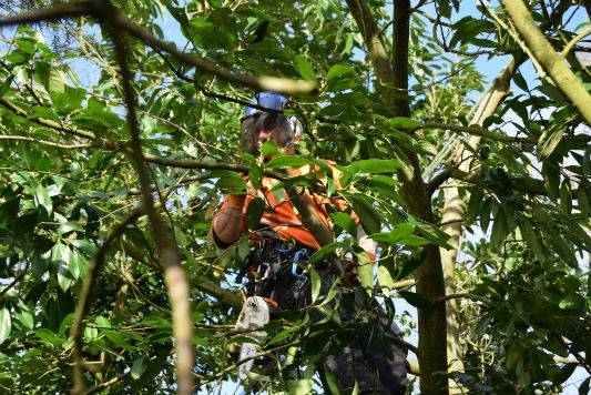 Domestic Tree Services Haywards Heath