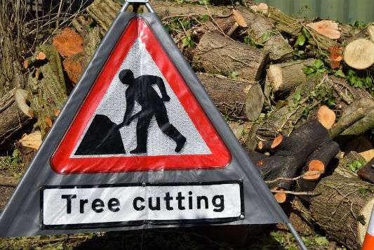 Emergency Tree Services Sussex