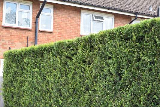 Hedge Maintenance Haywards Health