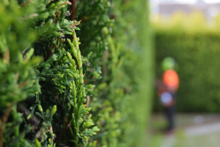 Hedge Maintenance in Arundel