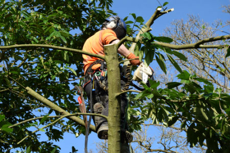 Tree Surgeon