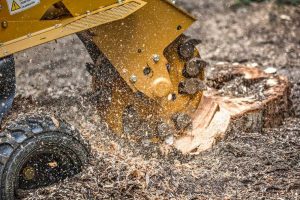 HTC - Stump Removal Services Sussex