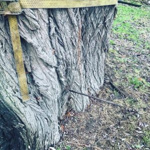 20 Tree Removals in Surrey
