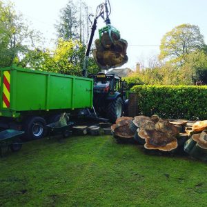 Large Beech tree in Horsham