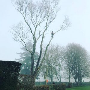 Tree Takedown Over Swimming Pool in Kent