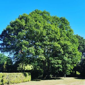 Large Oak reduction in Sussex