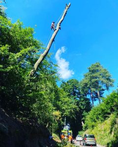 Tree Surgery in Midhurst